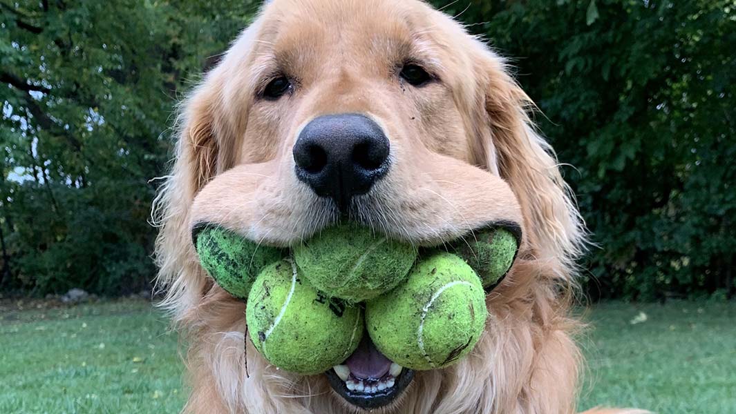 A este tierno perro le gustan tanto las pelotas de tenis que rompió un récord mundial