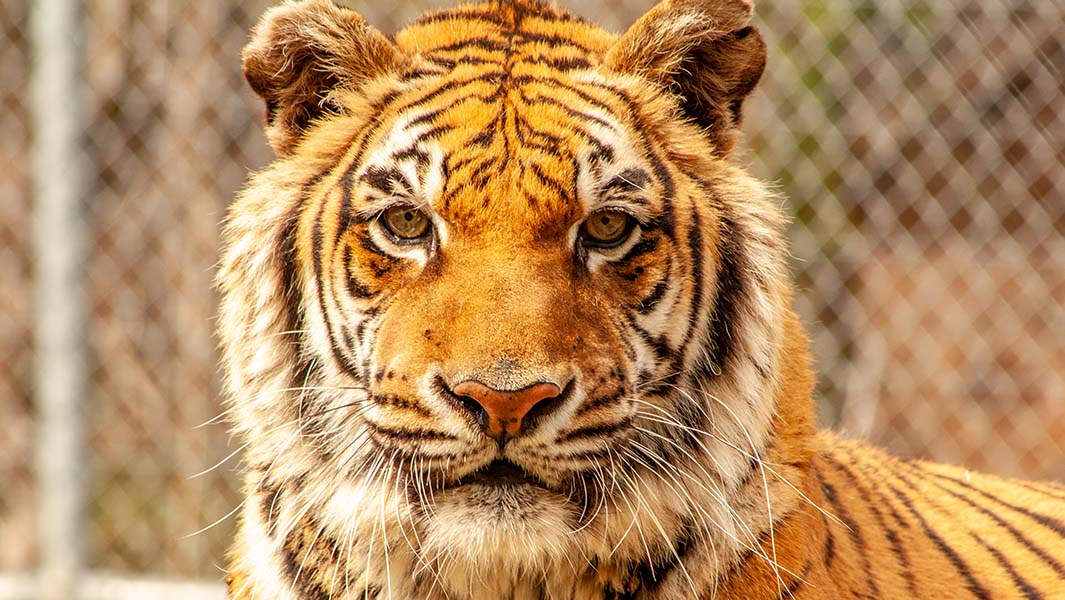 Bengali se confirma como la tigresa más longeva del mundo en cautiverio