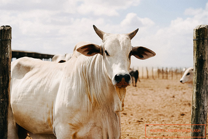 La vaca más cara del mundo se vende por un precio impresionante en Brasil 