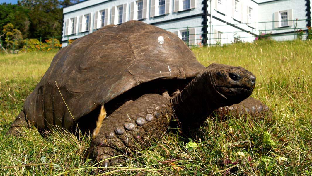 Jonathan de 190 años, se convierte en la tortuga más longeva del mundo