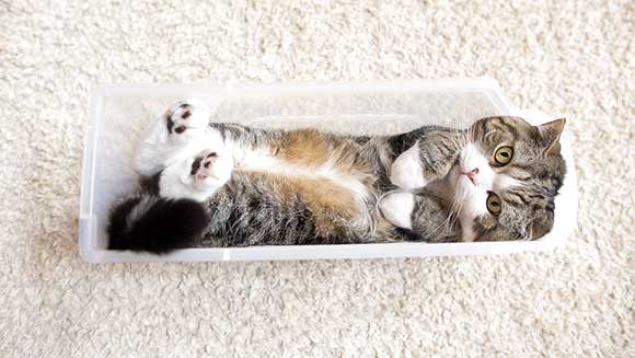 Conozca a Maru, el gato encantador que entra en los récords por ser el animal más visto de la historia de YouTube