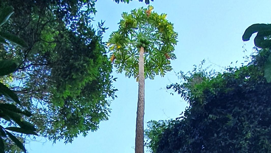 El árbol de papaya más alto del mundo