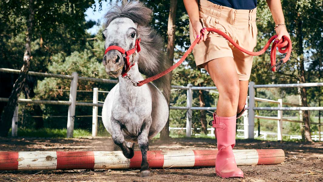 Conoce a Bombel, El caballo vivo más pequeño del mundo (masculino)