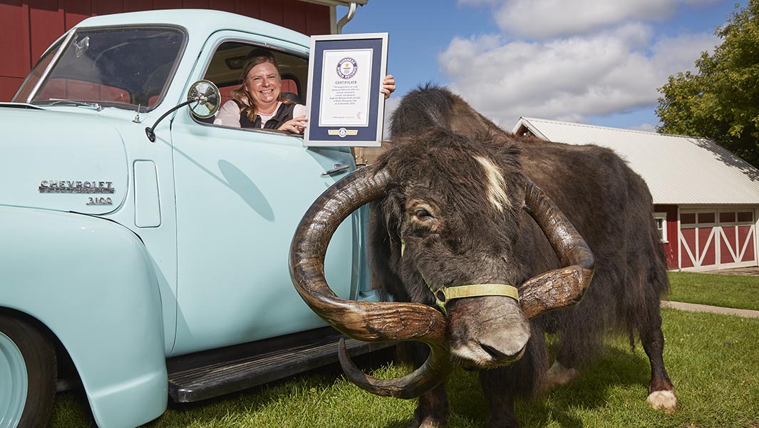 El yak con los cuernos más largos aparece en el libro de Guinness World Records 2021