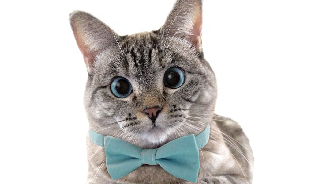Nala la gata, la felina más popular en instagram nos comparte sus consejos para hacer crecer las redes sociales