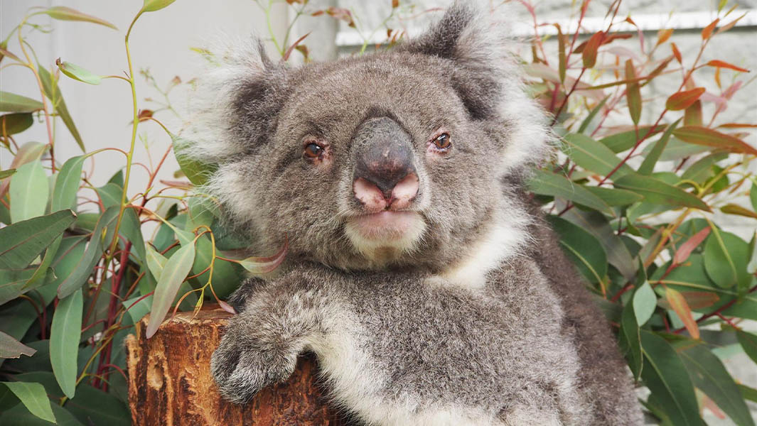 La koala Midori ostenta dos récords mundiales