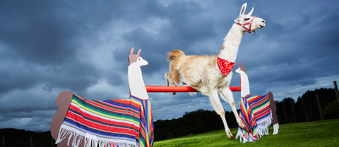 Highest jump by a llama slider