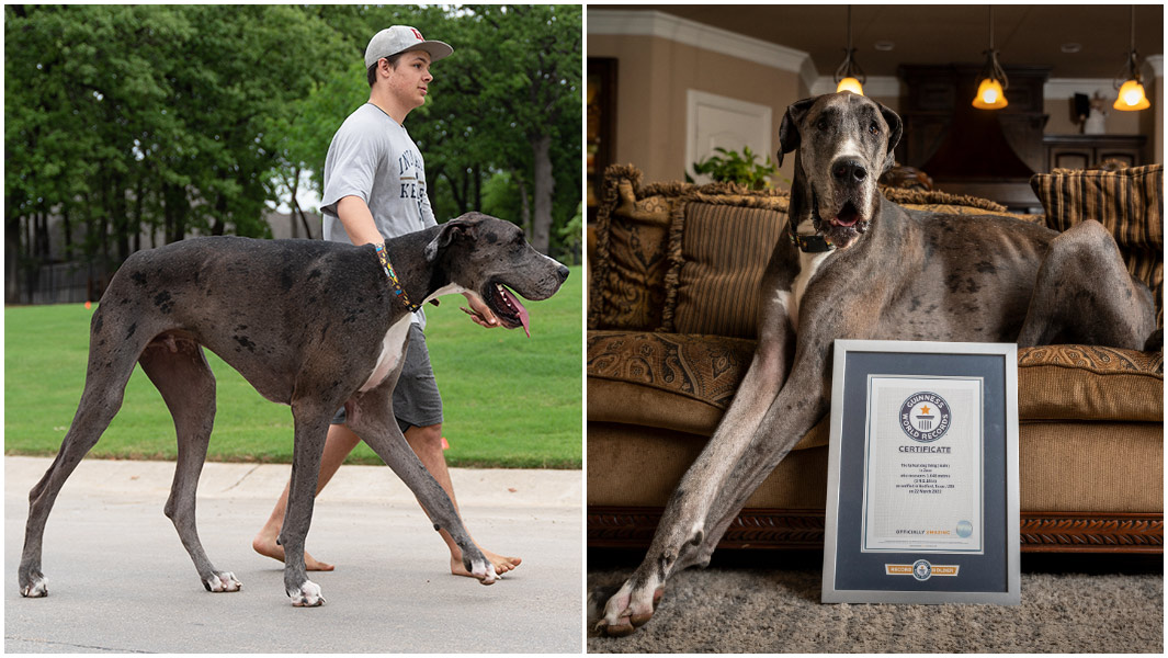 Zeus tallest dog being walked and on sofa split image